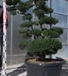 Japan-Stechpalme - Ilex crenata