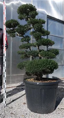 Japan-Stechpalme - Ilex crenata