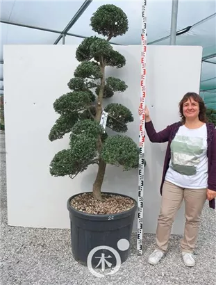 Japan-Stechpalme - Ilex crenata
