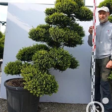 Ilex crenata, Gartenbonsai T14n6 - 150