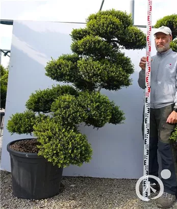 Japan-Stechpalme - Ilex crenata