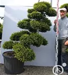 Japan-Stechpalme - Ilex crenata