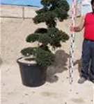 Japan-Stechpalme - Ilex crenata