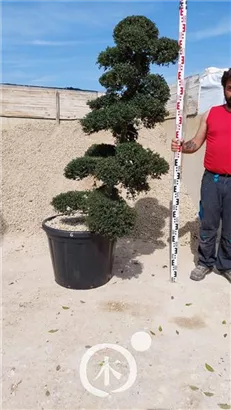 Japan-Stechpalme - Ilex crenata