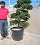 Japan-Stechpalme - Ilex crenata