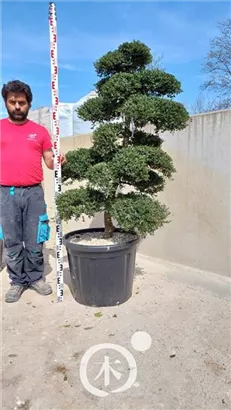 Japan-Stechpalme - Ilex crenata