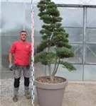 Japan-Stechpalme - Ilex crenata