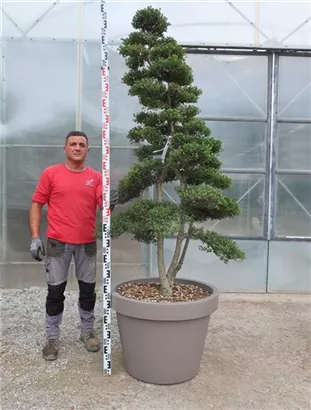 Japan-Stechpalme - Ilex crenata