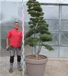 Japan-Stechpalme - Ilex crenata