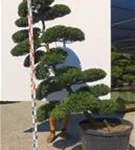 Japan-Stechpalme - Ilex crenata