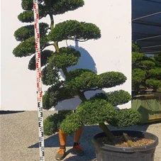 Ilex crenata, Gartenbonsai MI3H - 200