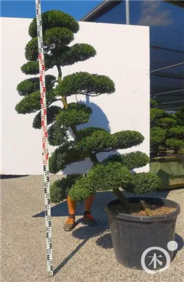 Japan-Stechpalme - Ilex crenata