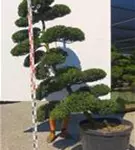 Japan-Stechpalme - Ilex crenata