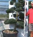 Japan-Stechpalme - Ilex crenata