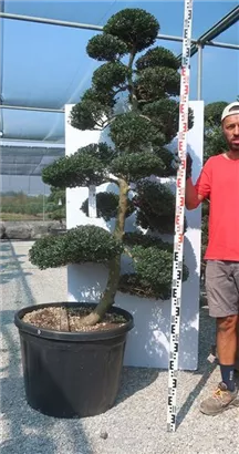 Japan-Stechpalme - Ilex crenata