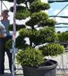 Japan-Stechpalme - Ilex crenata