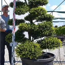 Ilex crenata, Gartenbonsai M31n11 - 150