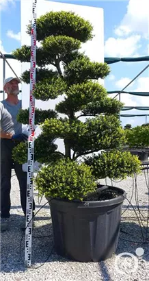 Japan-Stechpalme - Ilex crenata