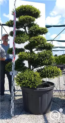 Japan-Stechpalme - Ilex crenata