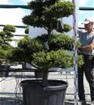 Japan-Stechpalme - Ilex crenata