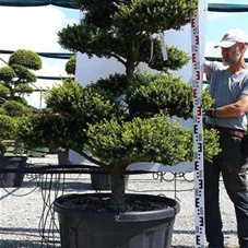 Ilex crenata, Gartenbonsai M31n12 - 140