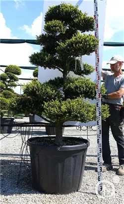 Japan-Stechpalme - Ilex crenata