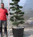 Japan-Stechpalme - Ilex crenata