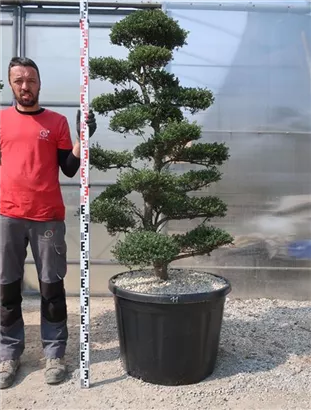 Japan-Stechpalme - Ilex crenata