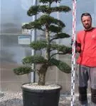 Japan-Stechpalme - Ilex crenata