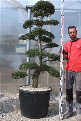 Japan-Stechpalme - Ilex crenata
