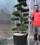 Japan-Stechpalme - Ilex crenata