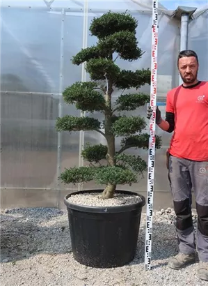 Japan-Stechpalme - Ilex crenata