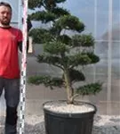 Japan-Stechpalme - Ilex crenata