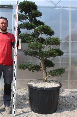 Japan-Stechpalme - Ilex crenata