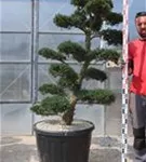 Japan-Stechpalme - Ilex crenata