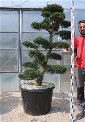 Japan-Stechpalme - Ilex crenata