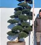 Japan-Stechpalme - Ilex crenata