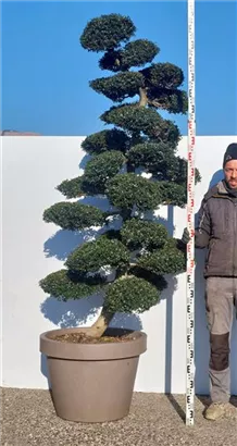 Japan-Stechpalme - Ilex crenata