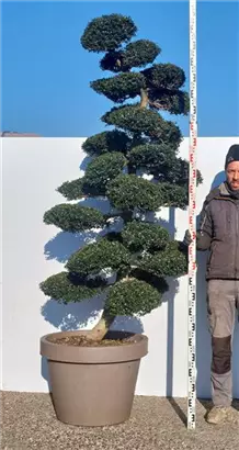 Japan-Stechpalme - Ilex crenata