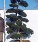 Japan-Stechpalme - Ilex crenata