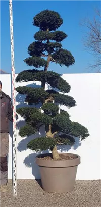 Japan-Stechpalme - Ilex crenata