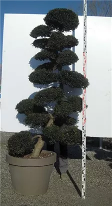 Japan-Stechpalme - Ilex crenata