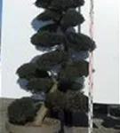 Japan-Stechpalme - Ilex crenata