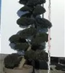 Japan-Stechpalme - Ilex crenata