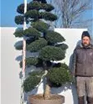 Japan-Stechpalme - Ilex crenata