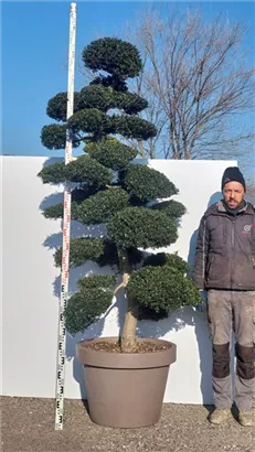 Japan-Stechpalme - Ilex crenata