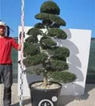 Japan-Stechpalme - Ilex crenata