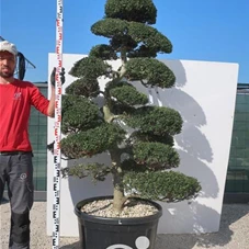 Ilex crenata, Gartenbonsai MI4L - 170