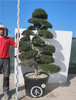 Japan-Stechpalme - Ilex crenata