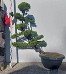 Strauchwacholder 'Kaizuka' - Juniperus chin.'Kaizuka'